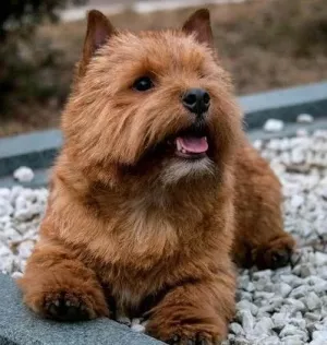 Photo №4. Je vais vendre norwich terrier en ville de Novosibirsk. annonce privée - prix - négocié