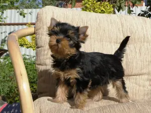 Photo №2 de l'annonce № 2648 de la vente yorkshire terrier - acheter à Fédération de Russie annonce privée, de la fourrière, éleveur