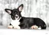 Photo №1. welsh corgi - à vendre en ville de Jytomyr | négocié | Annonce №36285