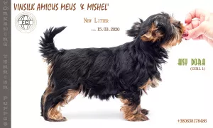 Photo №1. yorkshire terrier - à vendre en ville de Jytomyr | 547€ | Annonce №6722