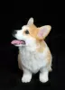 Photo №3. Chiots Welsh Corgi, mâles. Ukraine