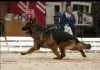 Photos supplémentaires: Chiots d'élite berger allemand à poil long