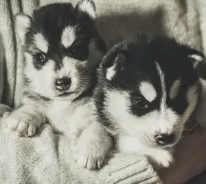 Photos supplémentaires: Les chiots Husky sont gratuits à la vente, Kennel Mingret