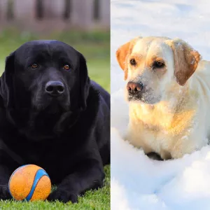 Photos supplémentaires: Chiots Labrador