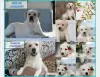 Photo №1. labrador retriever - à vendre en ville de Abakan | 497€ | Annonce №10098