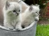 Photo №1. ragdoll - à vendre en ville de Huy | Gratuit | Annonce № 129045