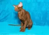 Photo №2 de l'annonce № 80747 de la vente oriental shorthair - acheter à Fédération de Russie de la fourrière