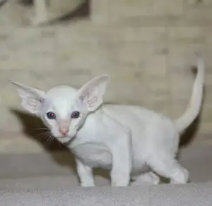 Photo №2 de l'annonce № 3188 de la vente oriental shorthair, siamois - acheter à Fédération de Russie de la fourrière, éleveur