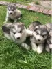 Photo №1. malamute de l'alaska - à vendre en ville de Москва | 350€ | Annonce №13457