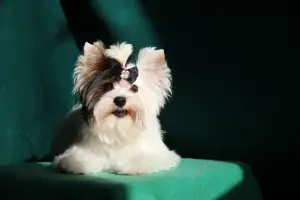 Photo №2 de l'annonce № 1438 de la vente biewer yorkshire terrier - acheter à Fédération de Russie de la fourrière