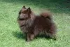 Photo №3. Spitz allemand chiot mâle. La finlande