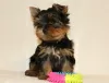 Photos supplémentaires: Chiots Yorkshire Terrier à vendre