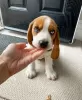 Photo №1. beagle - à vendre en ville de Котка | 389€ | Annonce №84219