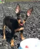 Photo №1. pinscher miniature - à vendre en ville de Füssen | Gratuit | Annonce №12032