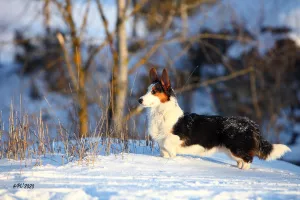 Photo №1. welsh corgi - à vendre en ville de Saint-Pétersbourg | Négocié | Annonce №5292