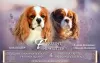 Photo №4. Je vais vendre cavalier king charles spaniel en ville de Stavanger. annonce privée - prix - négocié