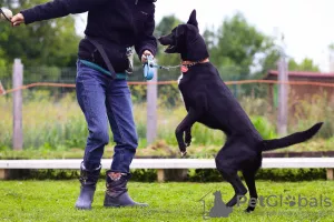 Photos supplémentaires: Je ne donnerai pour rien un chien domestique douillet