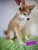 Photos supplémentaires: Akita Inu