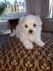 Photo №1. bichon maltais - à vendre en ville de Leverkusen | Gratuit | Annonce №101848