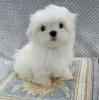 Photo №1. bichon maltais - à vendre en ville de Helsinki | négocié | Annonce №40425