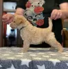 Photo №4. Je vais vendre lakeland terrier en ville de Neftekamsk. annonce privée - prix - négocié