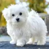 Photo №1. bichon maltais - à vendre en ville de Франкфурт-на-Майне | négocié | Annonce №25291