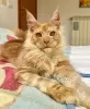 Photo №1. maine coon - à vendre en ville de Chicago | 284€ | Annonce № 103651