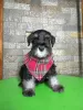 Photos supplémentaires: Schnauzer nain BEAUX chiots