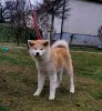 Photos supplémentaires: Chiots Akita Inu japonais