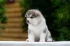 Photo №1. malamute de l'alaska - à vendre en ville de Москва | 418€ | Annonce №7534