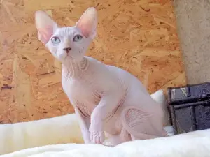 Photo №4. Je vais vendre sphynx en ville de Kaliningrad.  - prix - 283€