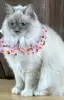 Photo №1. ragdoll - à vendre en ville de Москва | négocié | Annonce № 121721