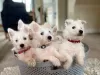 Photo №1. west highland white terrier - à vendre en ville de Leipzig | 350€ | Annonce №12261