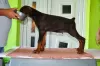 Photo №4. Je vais vendre dobermann en ville de Kruševac. éleveur - prix - négocié