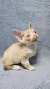 Photo №1. devon rex - à vendre en ville de Bremen | 250€ | Annonce № 121654