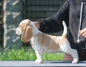 Photo №3. Une fille aristocrate à la recherche d'une taupe. Beagle. Biélorussie