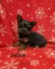 Photo №3. Adorables chiots Yorkiepoo. Allemagne