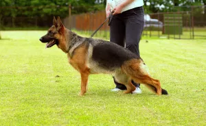 Photo №3. Superbes chiots du berger allemand, des parents en bonne santé des champions.. Fédération de Russie