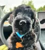 Photo №2 de l'annonce № 105734 de la vente labradoodle - acheter à La finlande annonce privée