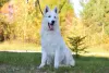 Photo №2 de l'annonce № 28768 de la vente berger blanc suisse - acheter à Pologne éleveur