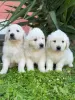 Photos supplémentaires: Chiots Golden Retriever