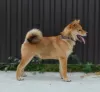 Photo №1. shiba - à vendre en ville de Kragujevac | négocié | Annonce №115743