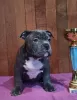 Photo №1. american bully - à vendre en ville de Lviv | 1923€ | Annonce №33344