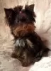 Photo №1. yorkshire terrier - à vendre en ville de Minsk | négocié | Annonce №29362