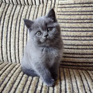 Photos supplémentaires: Chatons britanniques en peluche