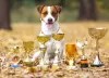 Photos supplémentaires: Jack Russell garçon rouge et blanc et fille tricolore