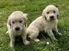 Photo №1. golden retriever - à vendre en ville de Мёнхенгладбах | négocié | Annonce №41480