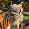 Photo №1. bulldog anglais - à vendre en ville de Victoria | 124€ | Annonce №9082