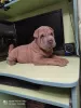 Photo №4. Je vais vendre shar pei en ville de Kremenchug. annonce privée - prix - 155€