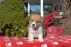 Photo №4. Je vais vendre welsh corgi en ville de Даллас.  - prix - 492€